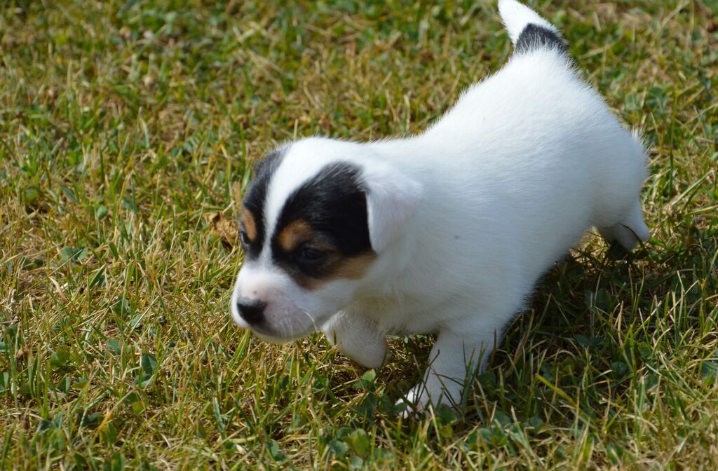 5308130  cuccioli di Jack Russell