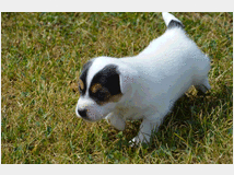 Cuccioli di jack russell